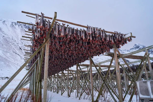 Secagem a ar de peixe de salmão em estrutura de madeira em inverno escandinavo — Fotografia de Stock