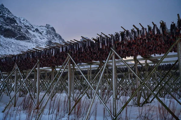 Essiccazione all'aria del pesce salmone su struttura in legno all'inverno scandinavo — Foto Stock