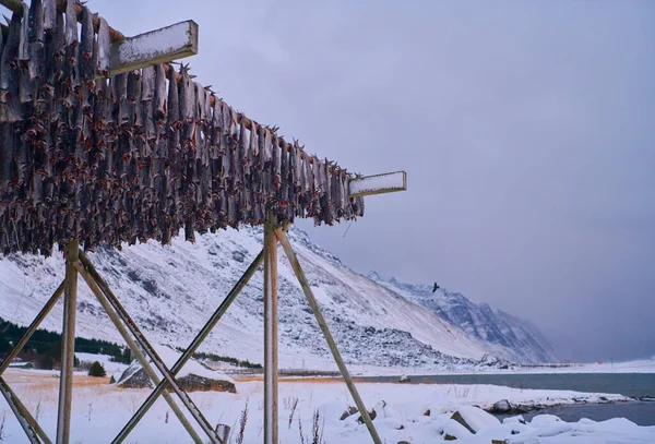 Воздушная сушка лосося на деревянном строении зимой в Скандинавии — стоковое фото