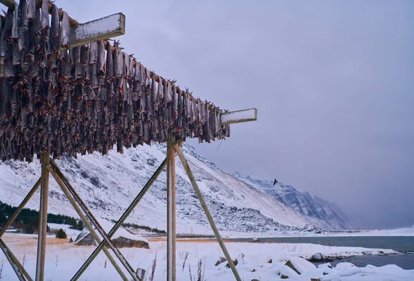 Air drying of Salmon fish on wooden structure at Scandinavian winter — Stock Photo, Image