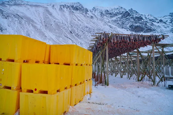 Secado al aire de salmón sobre estructura de madera en invierno escandinavo — Foto de Stock