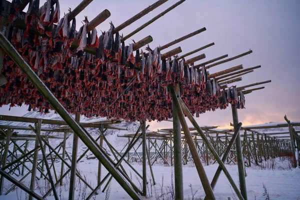 Séchage à l'air du poisson saumon sur une structure en bois en hiver scandinave — Photo