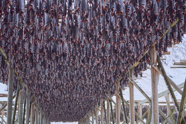 Air drying of Salmon fish on wooden structure at Scandinavian winter — Stock Photo, Image