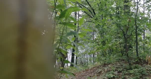 Volledig uitgeruste soldaten in camouflage op een verkenningsmissie... die door dichte bossen trekken. — Stockvideo