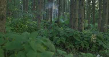 Askeri harekat, tam teçhizatlı askerler ormanda kamuflaj üniforması giyip düşmana saldırıyor.