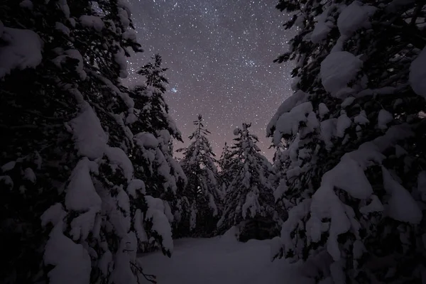 Winter nacht landschap natuur bos — Stockfoto