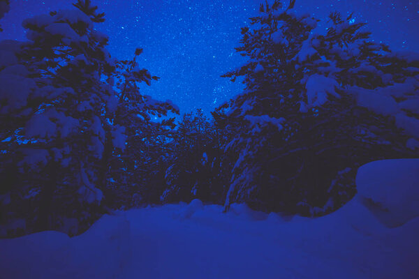 winter night landscape nature forest