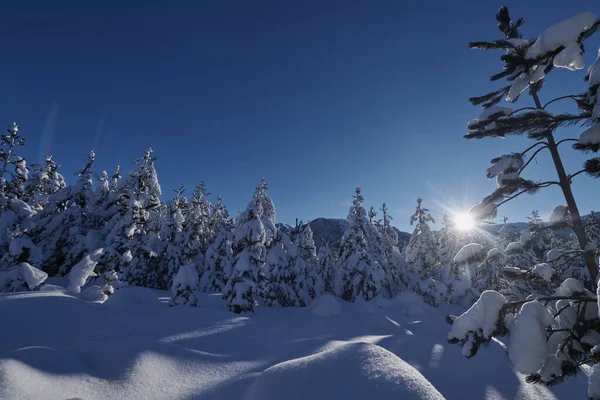 Amanecer de invierno con bosque cubierto de nieve fresca y montañas —  Fotos de Stock