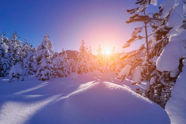 冬日日出，冰雪覆盖森林，高山覆盖 — 图库照片