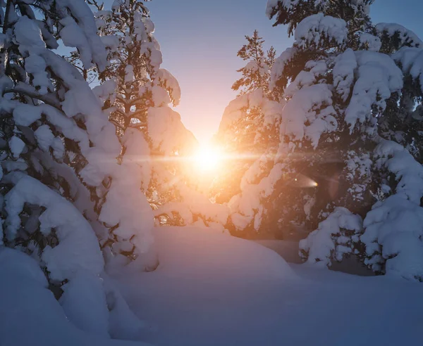 Amanecer de invierno con bosque cubierto de nieve fresca y montañas —  Fotos de Stock