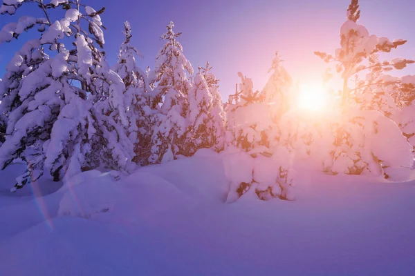 冬日日出，冰雪覆盖森林，高山覆盖 — 图库照片