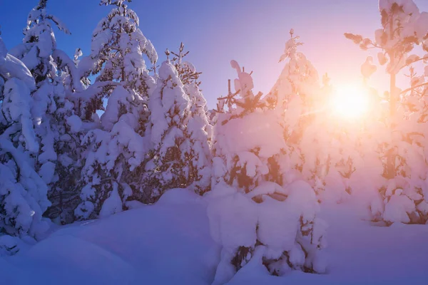 Alba invernale con fresca foresta innevata e montagne — Foto Stock