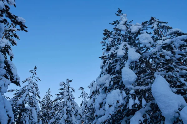 Zima noc krajobraz natura las — Zdjęcie stockowe