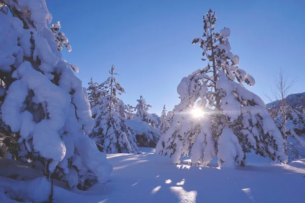 Lever de soleil d'hiver avec forêt couverte de neige fraîche et montagnes — Photo