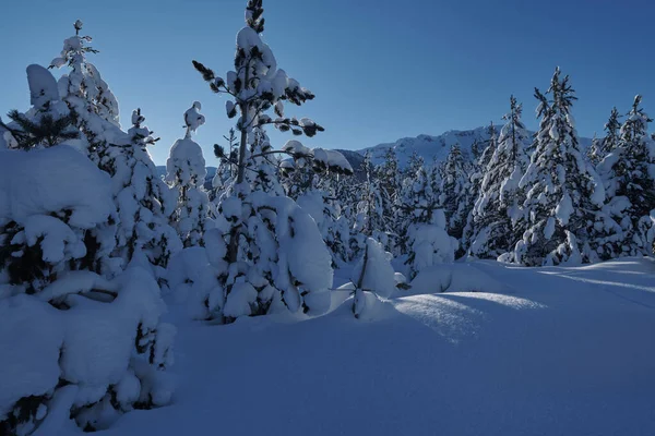 Lever de soleil d'hiver avec forêt couverte de neige fraîche et montagnes — Photo