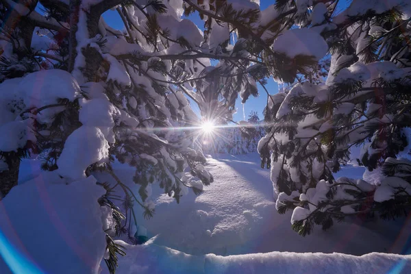 冬日日出，冰雪覆盖森林，高山覆盖 — 图库照片