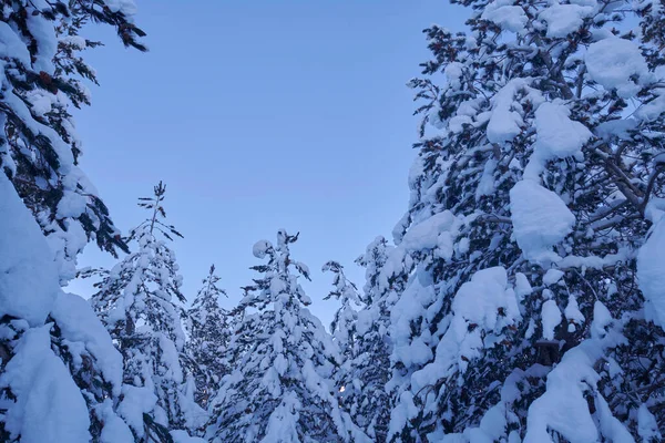 겨울 풍경 자연 경관 숲 — 스톡 사진