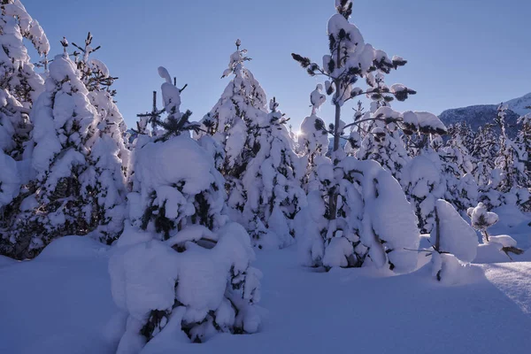 Lever de soleil d'hiver avec forêt couverte de neige fraîche et montagnes — Photo