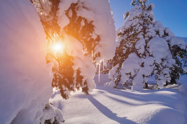 Alba invernale con fresca foresta innevata e montagne — Foto Stock