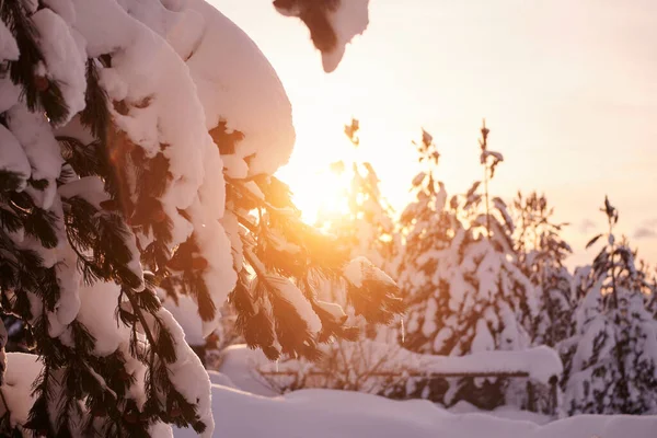 Winter zonsopgang met verse sneeuw bedekt bos en bergen — Stockfoto