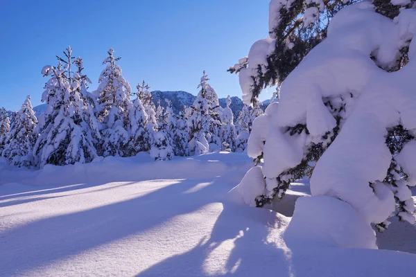 Amanecer de invierno con bosque cubierto de nieve fresca y montañas —  Fotos de Stock