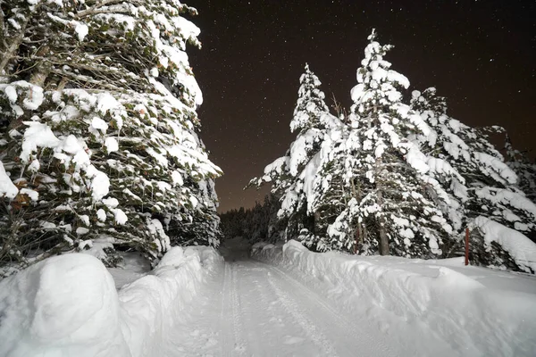 Invierno noche paisaje naturaleza bosque —  Fotos de Stock