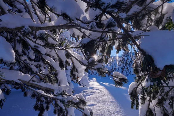 Nascer do sol de inverno com neve fresca coberto floresta e montanhas — Fotografia de Stock