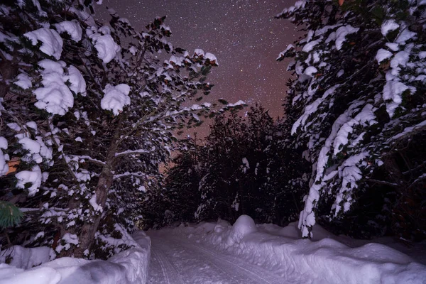 Winter nacht landschap natuur bos — Stockfoto