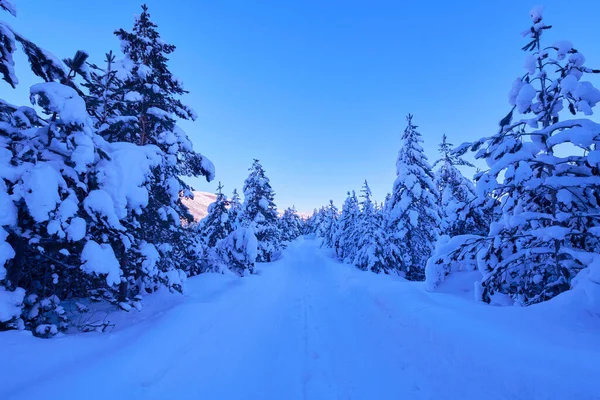 Amanecer de invierno con bosque cubierto de nieve fresca y montañas —  Fotos de Stock