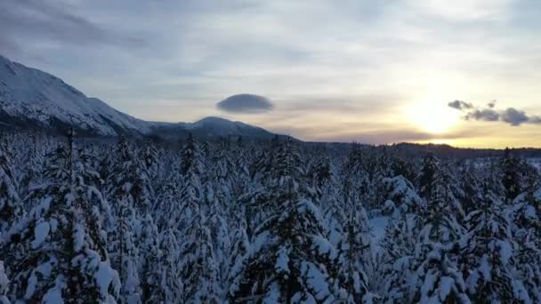 Vista aérea de un bosque congelado con árboles cubiertos de nieve fresca — Vídeos de Stock