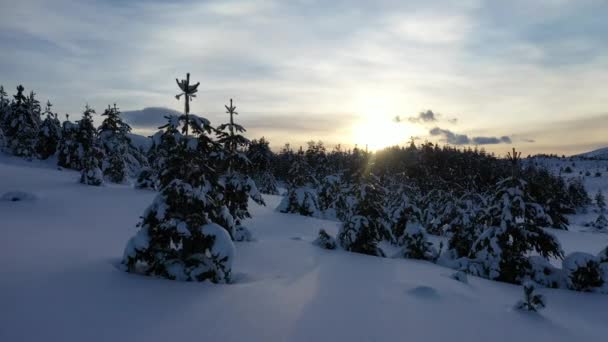 Вид з повітря на замерзлий ліс зі свіжими сніговими покритими деревами — стокове відео