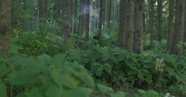 Smokey Ormanında Hareket Eden Donanımlı Askerler