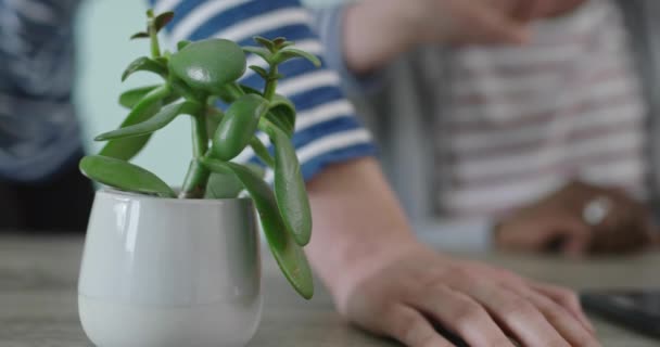 Das Junge Team Erfolgreicher Start Arbeiterinnen Arbeitet Entspannter Büroatmosphäre Laptop — Stockvideo