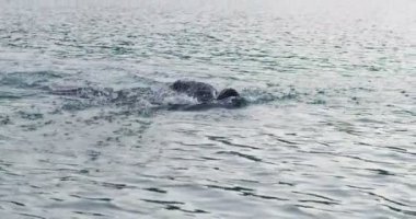 Triatloncu Yüzme Antrenmanı Triatlon Yarışmasına Hazırlanıyor. Su altında Triatlon Yarışması için Profesyonel Yüzme Eğitimi. Yüksek kaliteli görüntüler