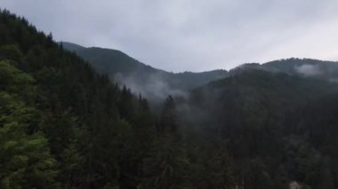 Sisli ormandaki ağaçların tepelerinde son derece yakın uçuş. Fpv spor insansız hava aracı yeşil doğa vadisi manzarası ve dağ yamacı. Dinamik yüksek hızlı sinematik görünüm. 