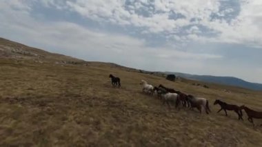 Gün batımında yeşil bir yay tarlasında koşan vahşi at sürüsünün hava fpv görüntüsü.. 
