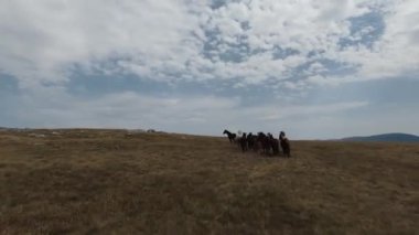 Gün batımında yeşil bir yay tarlasında koşan vahşi at sürüsünün hava fpv görüntüsü.. 