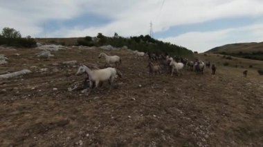 Gün batımında yeşil bir yay tarlasında koşan vahşi at sürüsünün hava fpv görüntüsü.. 