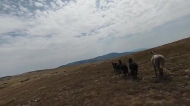 Gün batımında yeşil bir yay tarlasında koşan vahşi at sürüsünün hava fpv görüntüsü.. 