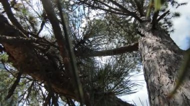 Fpv Hava Aracı Ormanı Ağaçlar Arasında Gökyüzü. 