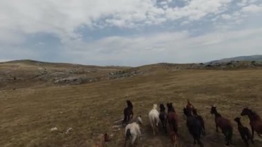 Gün batımında yeşil bir yay tarlasında koşan vahşi at sürüsünün hava fpv görüntüsü.. 