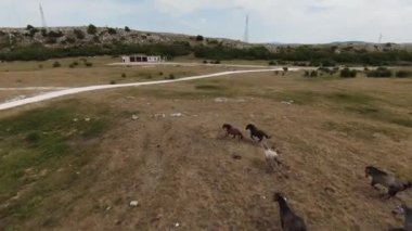 Gün batımında yeşil bir yay tarlasında koşan vahşi at sürüsünün hava fpv görüntüsü.. 