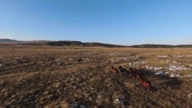 Gün batımında yeşil bir yay tarlasında koşan vahşi at sürüsünün hava fpv görüntüsü.. 