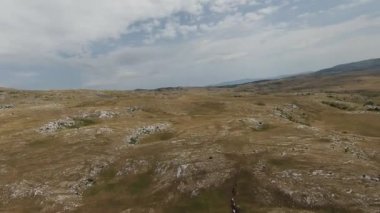 Gün batımında yeşil bir yay tarlasında koşan vahşi at sürüsünün hava fpv görüntüsü.. 