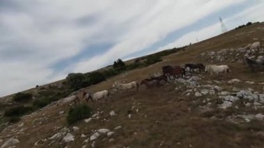Gün batımında yeşil bir yay tarlasında koşan vahşi at sürüsünün hava fpv görüntüsü.. 
