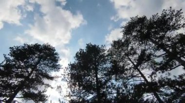 Fpv Hava Aracı Ormanı Ağaçlar Arasında Gökyüzü. 