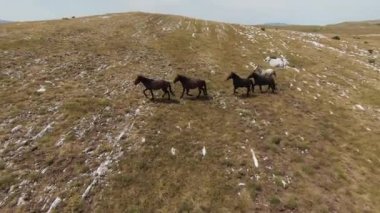 Gün batımında yeşil bir yay tarlasında koşan vahşi at sürüsünün hava fpv görüntüsü.. 