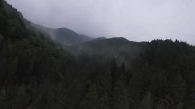 Sisli ormandaki ağaçların tepelerinde son derece yakın uçuş. Fpv spor insansız hava aracı yeşil doğa vadisi manzarası ve dağ yamacı. Dinamik yüksek hızlı sinematik görünüm. 