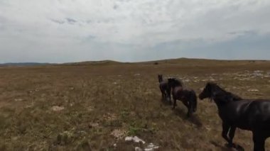 Gün batımında yeşil bir yay tarlasında koşan vahşi at sürüsünün hava fpv görüntüsü.. 