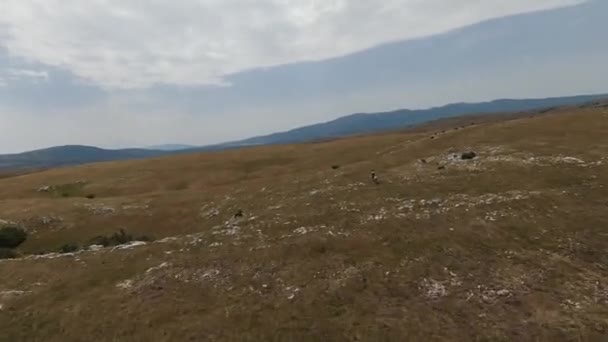 Aerial fpv drone shot of a herd of wild horses running on a green spring field at the sunset. — Stock Video